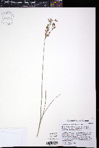 Juncus secundus image
