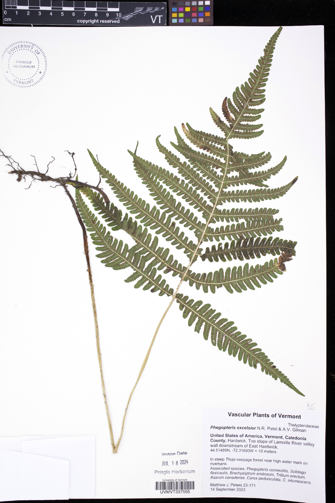 Phegopteris excelsior image