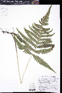 Phegopteris excelsior image