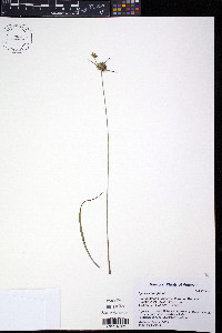 Cyperus houghtonii image