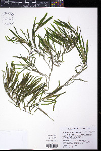 Potamogeton obtusifolius image