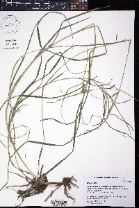 Carex hirta image