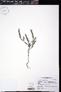Odontites vulgaris image