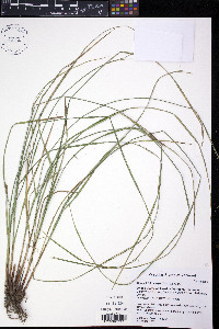 Carex trichocarpa image
