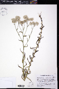 Pseudognaphalium macounii image