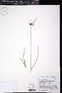 Cyperus houghtonii image