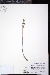 Corallorhiza odontorhiza image