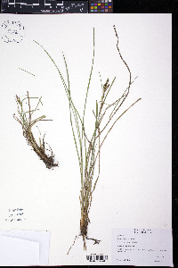 Carex lenticularis image