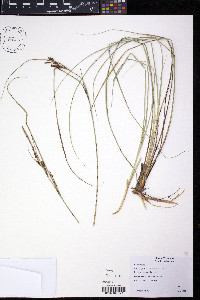 Carex aquatilis var. substricta image