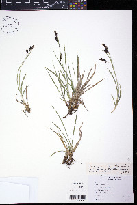 Carex microchaeta image