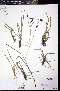 Carex spectabilis image