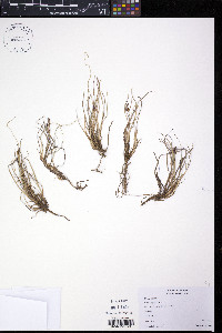 Carex rufina image