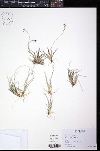 Carex bicolor image