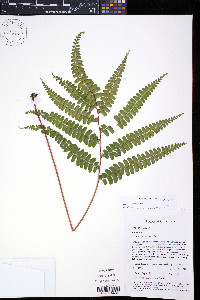Lindsaea lancea image