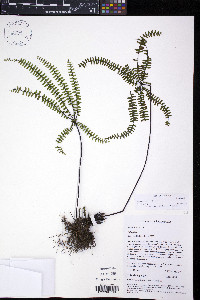 Adiantopsis radiata image