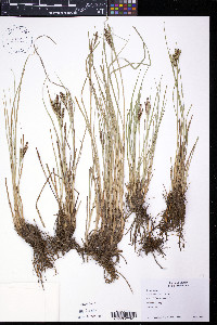 Carex kelloggii image