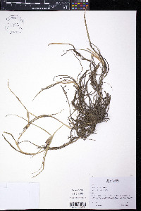 Carex hermannii image