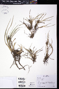 Carex hermannii image