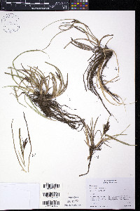 Carex hermannii image