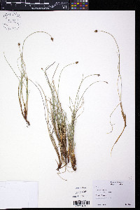 Carex capitata image