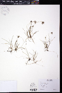 Carex bicolor image