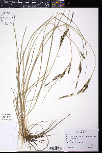 Carex kelloggii image