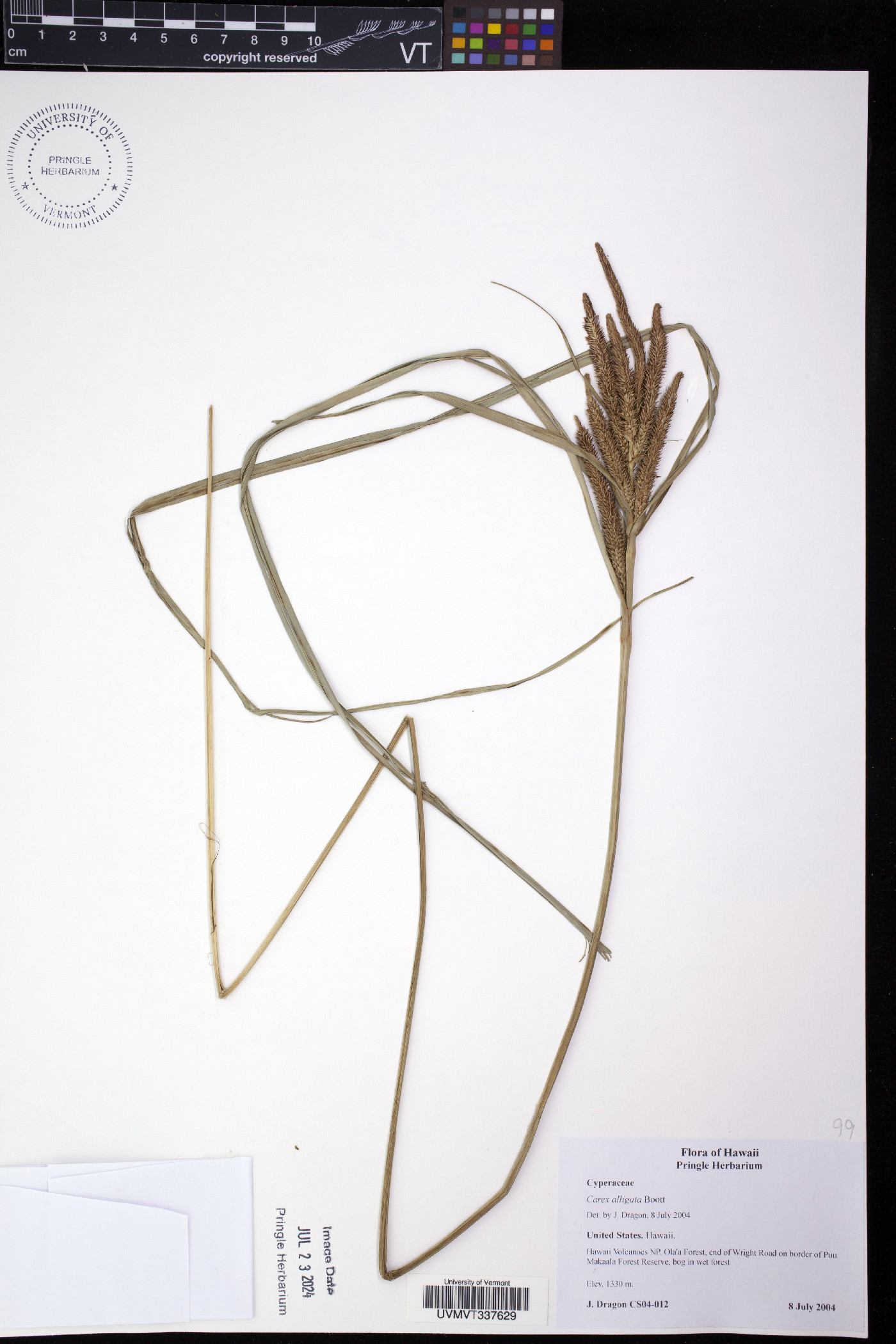 Carex alligata image