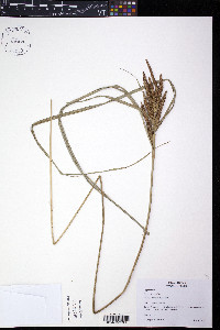Carex alligata image