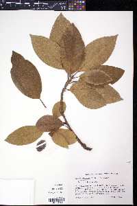 Persea americana image