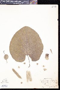 Aristolochia macrophylla image