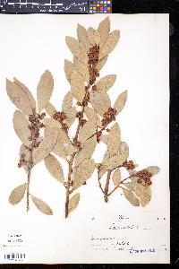 Laurus nobilis image