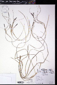 Carex kelloggii image