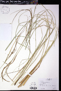 Carex aquatilis var. substricta image