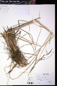 Carex aquatilis var. substricta image