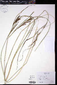 Carex aquatilis var. substricta image