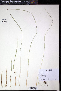 Carex aquatilis var. substricta image