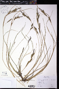 Carex kelloggii image