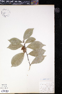 Magnolia figo image