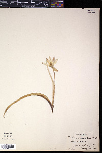 Tulipa suaveolens image