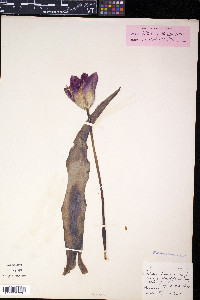 Tulipa gesneriana image