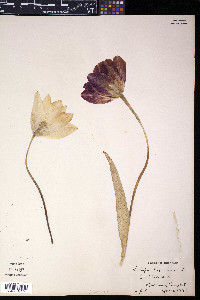 Tulipa gesneriana image