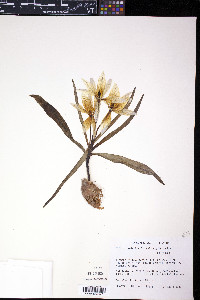 Tulipa tarda image