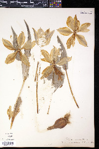 Tulipa gesneriana image