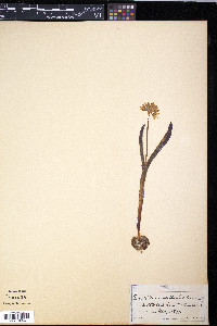 Puschkinia scilloides image