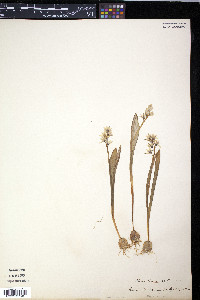 Puschkinia scilloides image