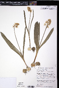 Puschkinia scilloides image