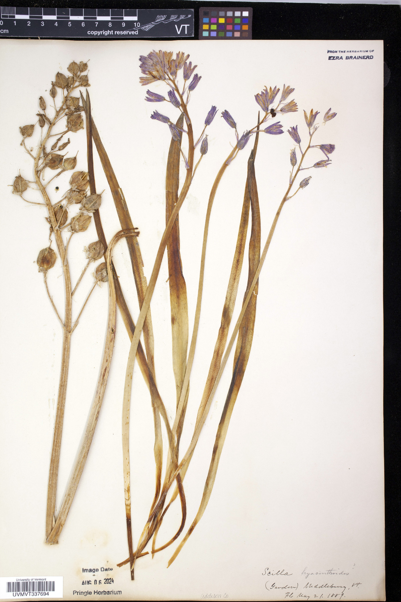 Scilla hyacinthoides image
