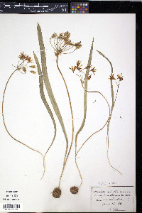 Triteleia ixioides image