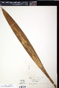 Yucca filamentosa image