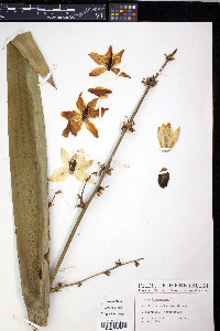 Yucca filamentosa image